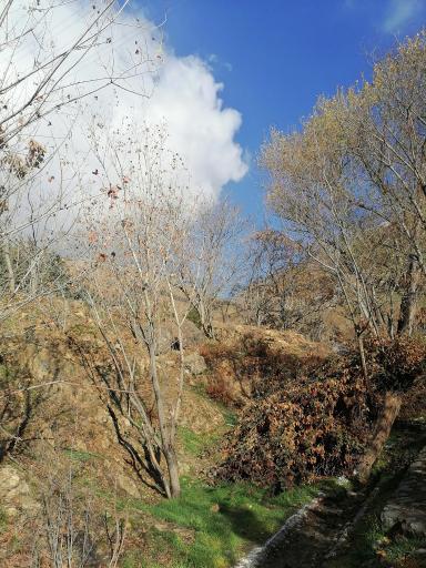 عکس کوه دار آباد