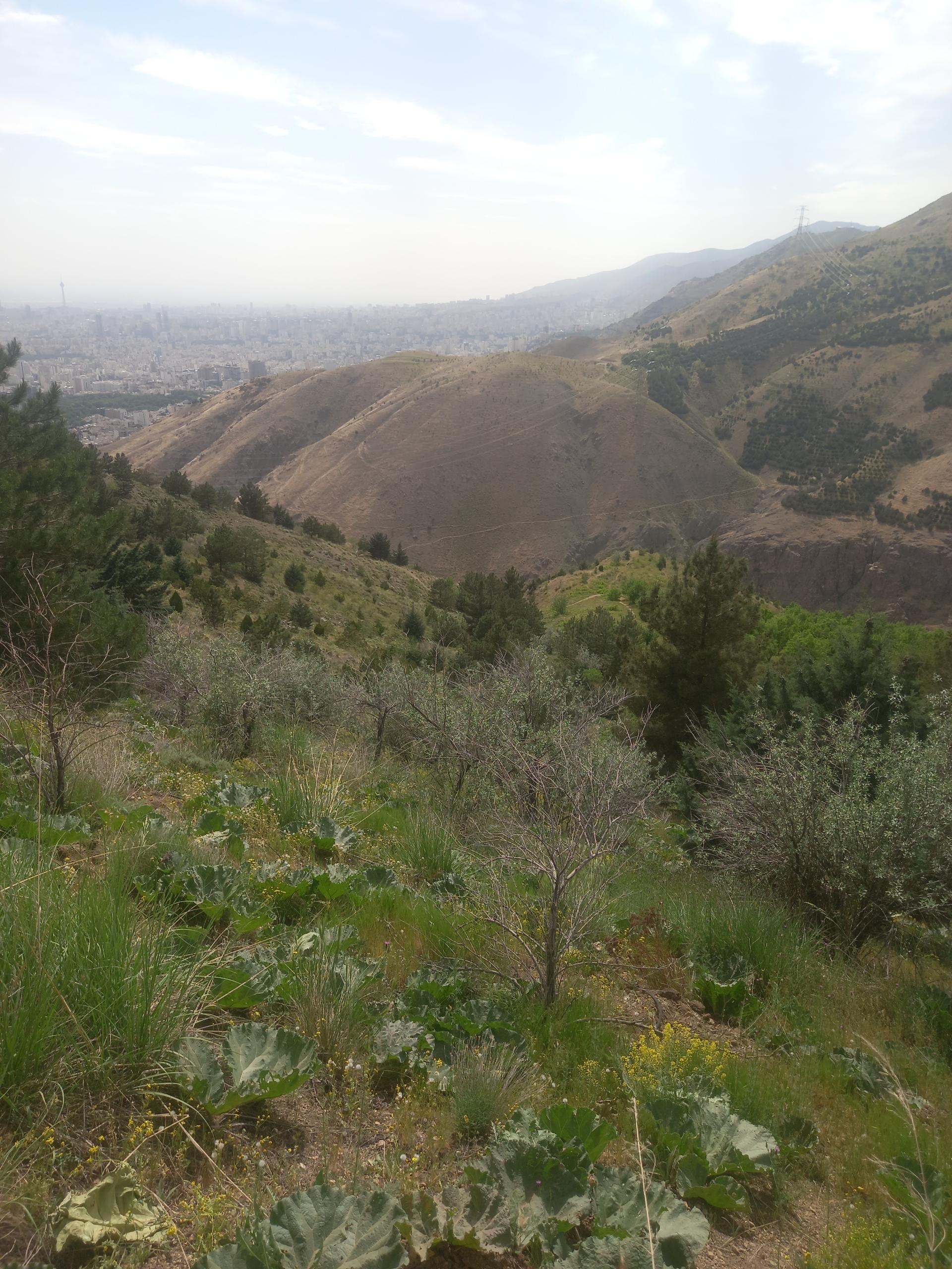 عکس کوه دار آباد