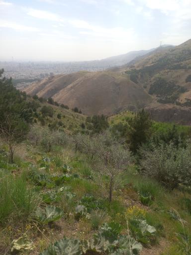 عکس کوه دار آباد