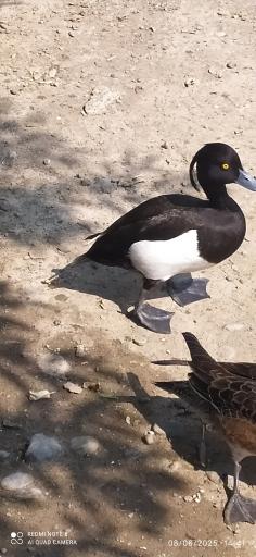 عکس باغ پرندگان فریدونکنار