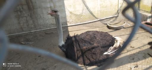 عکس باغ پرندگان فریدونکنار