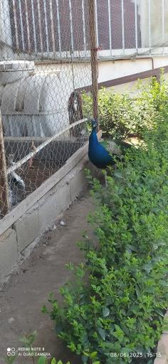 عکس باغ پرندگان فریدونکنار