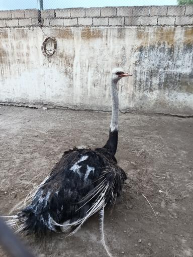 عکس باغ پرندگان فریدونکنار