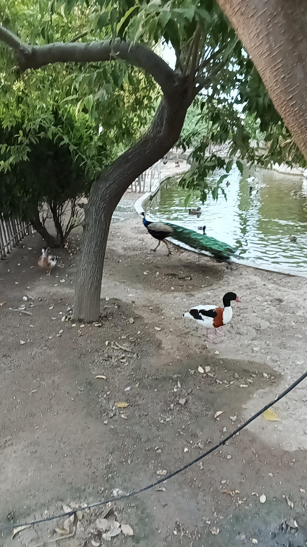 عکس باغ پرندگان فریدونکنار