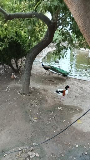 عکس باغ پرندگان فریدونکنار