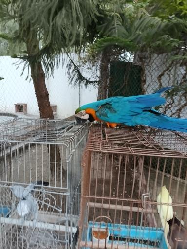 عکس باغ پرندگان فریدونکنار