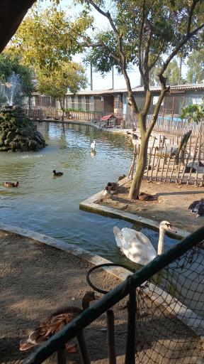 عکس باغ پرندگان فریدونکنار