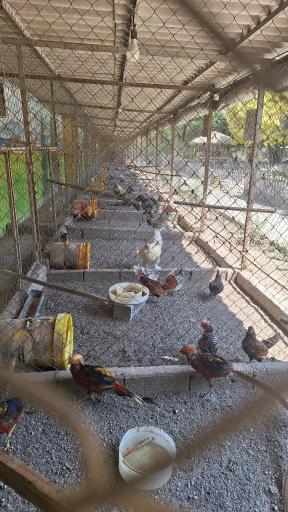 عکس باغ پرندگان فریدونکنار