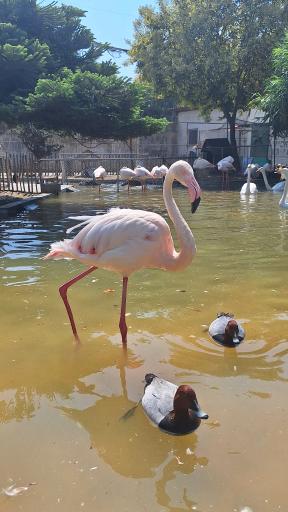 عکس باغ پرندگان فریدونکنار