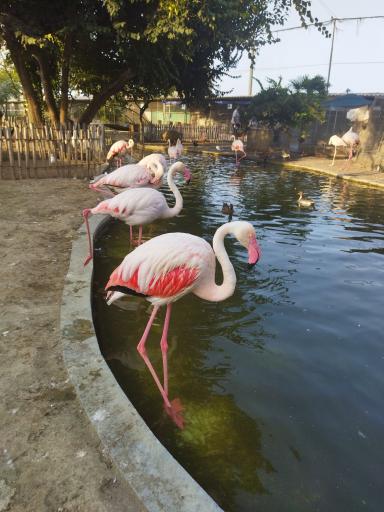 عکس باغ پرندگان فریدونکنار