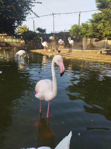 عکس باغ پرندگان فریدونکنار