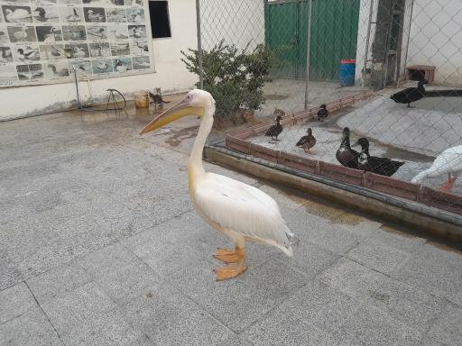 عکس باغ پرندگان فریدونکنار