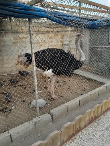 عکس باغ پرندگان فریدونکنار