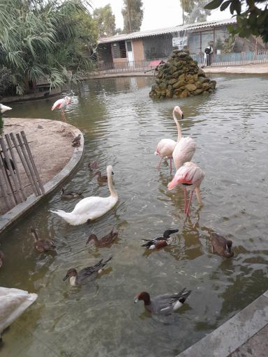 عکس باغ پرندگان فریدونکنار