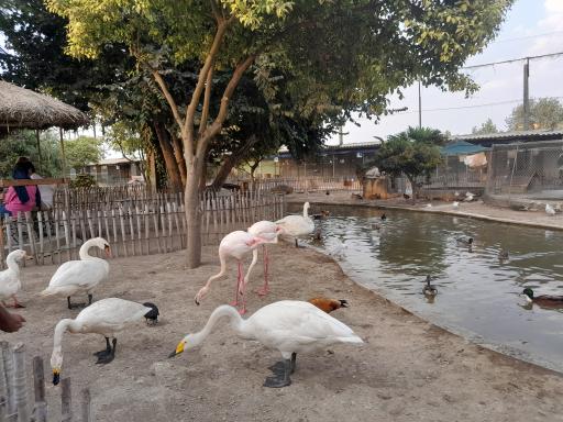 باغ پرندگان فریدونکنار