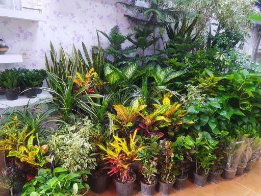 عکس گل فروشی سوگند