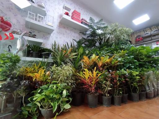 عکس گل فروشی سوگند