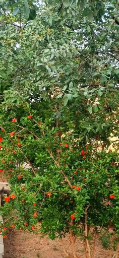 عکس پارک رضوان‌