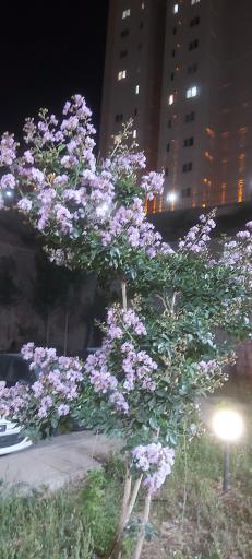 عکس الماس بلوک ۵۵