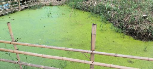 مرداب و تالاب