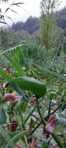 مرداب و تالاب