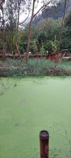 مرداب و تالاب