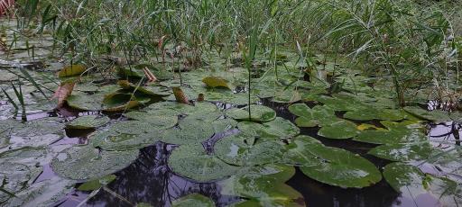 مرداب و تالاب