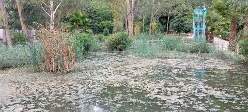 عکس مرداب و تالاب