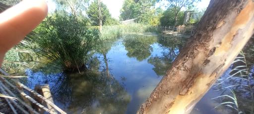 عکس مرداب و تالاب