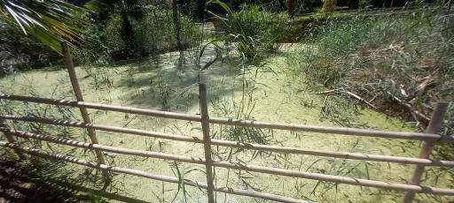 عکس مرداب و تالاب