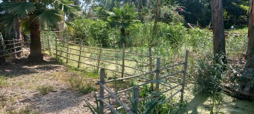 عکس مرداب و تالاب