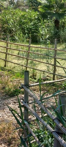 عکس مرداب و تالاب