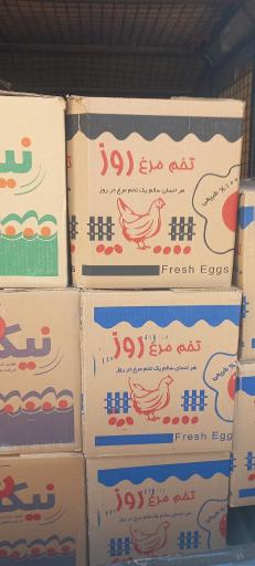عکس پخش تخم مرغ مهدویان