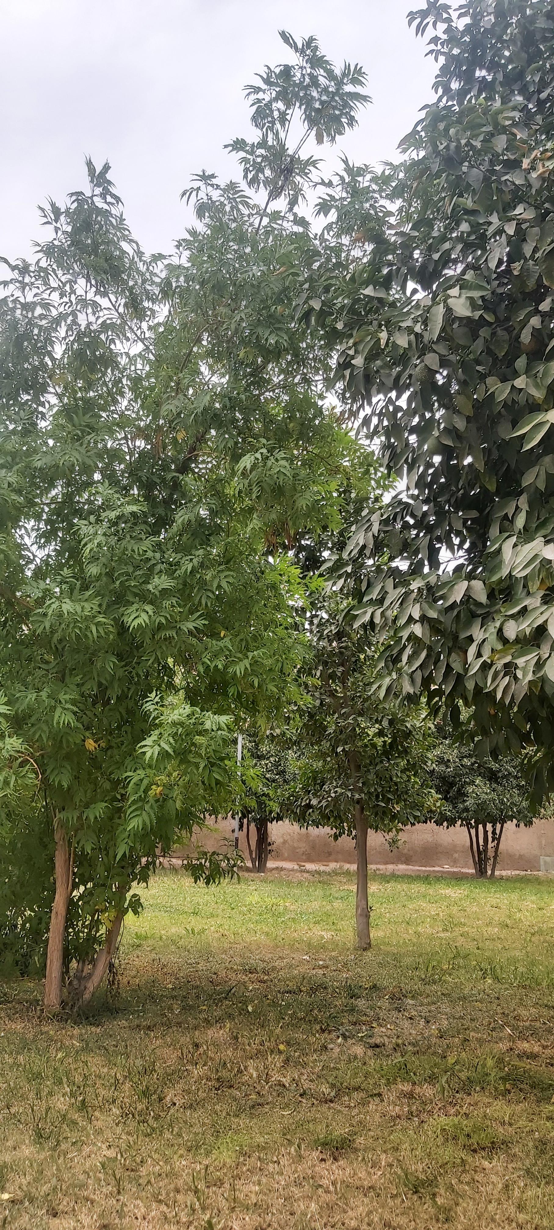 عکس پارک احمد میر