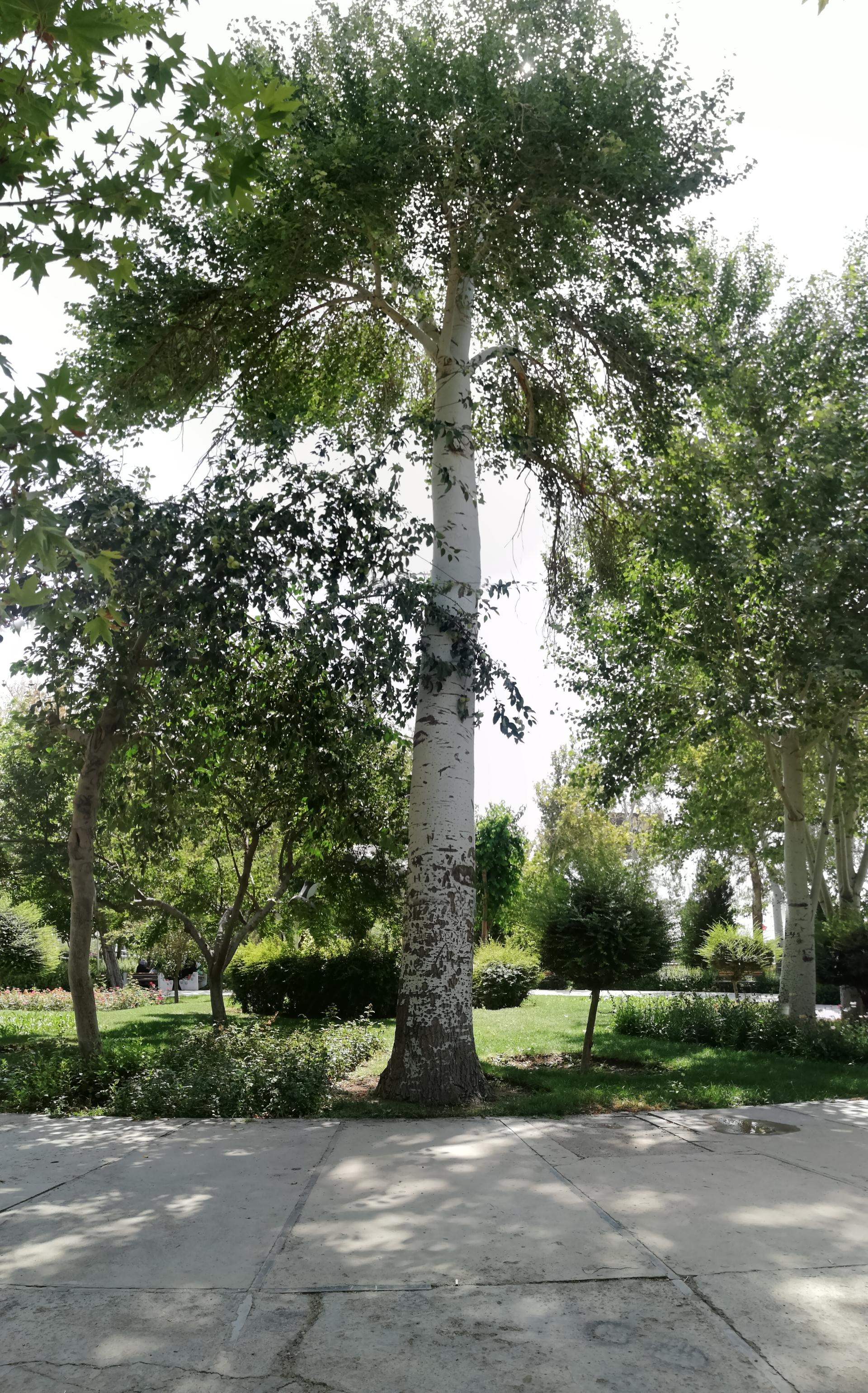 عکس فضای سبز میدان