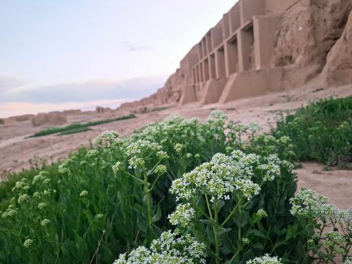 عکس اسفراین