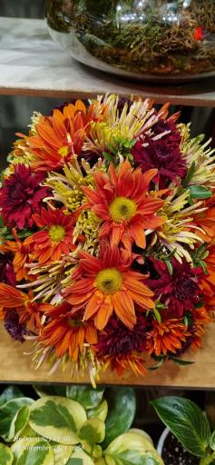 عکس گل فروشی آلسترومریا