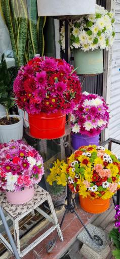 عکس گل فروشی آلسترومریا