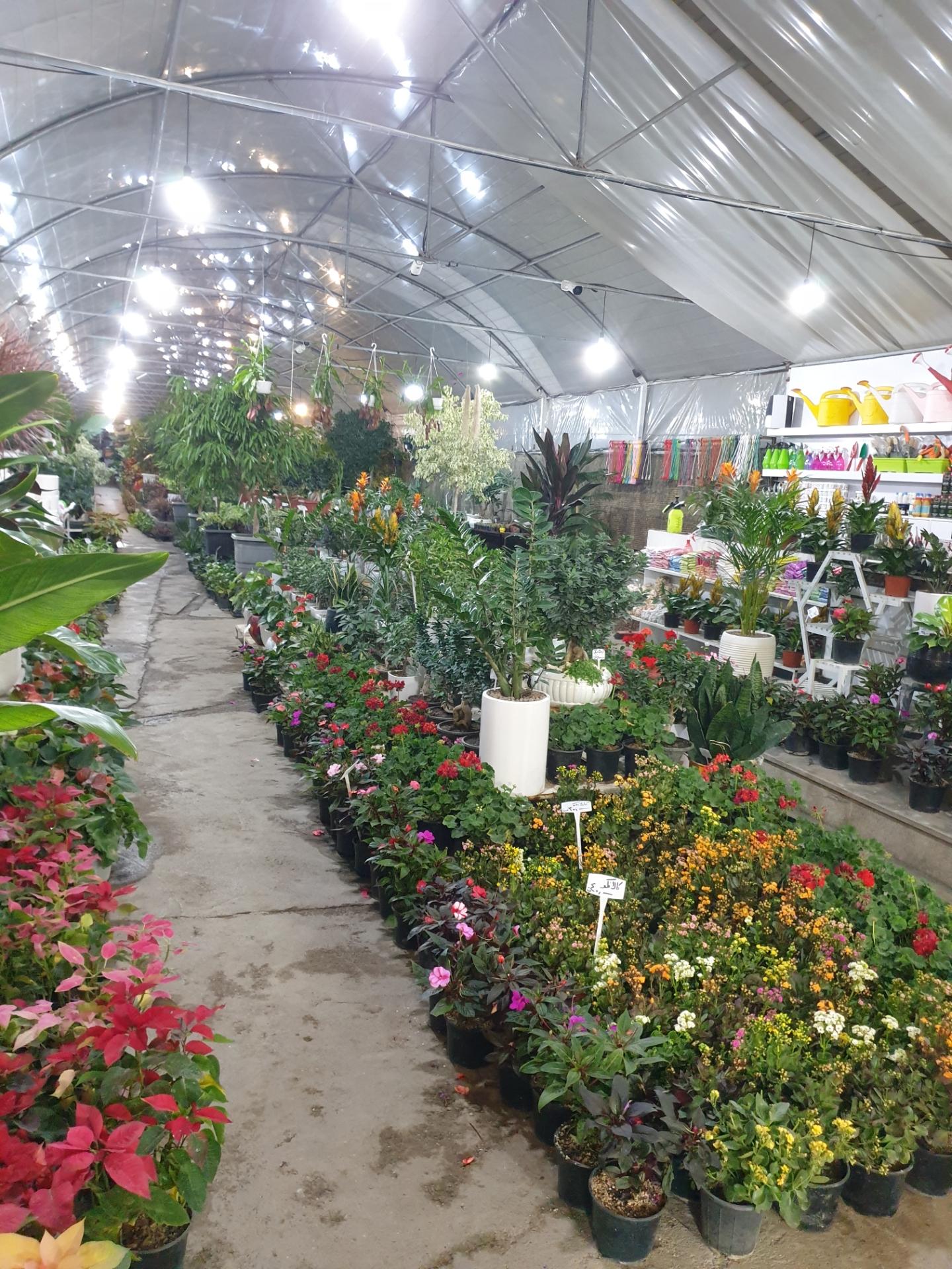 عکس گلسرای مینیاتور ۲