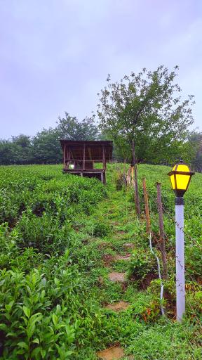 عکس کلبه جنگلی مجنون