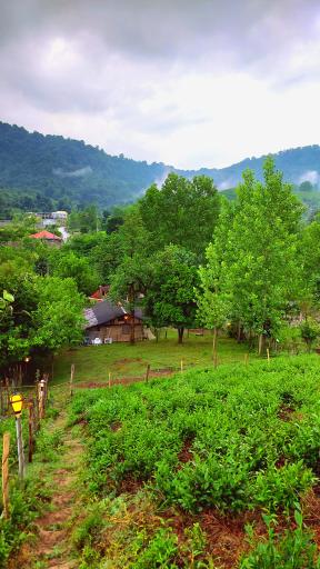 عکس کلبه جنگلی مجنون