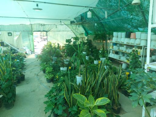 نهالستان مجید