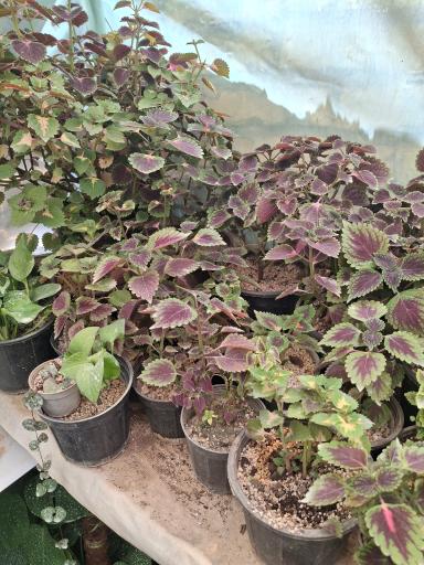 عکس نهالستان مجید