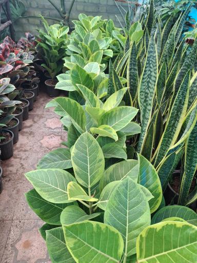 عکس نهالستان مجید