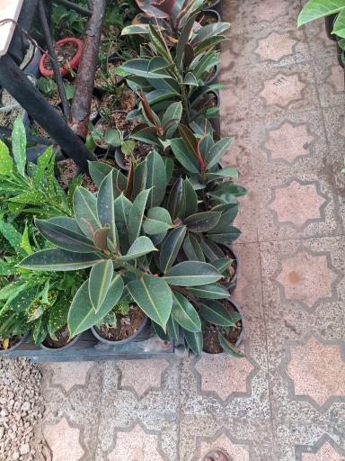 عکس نهالستان مجید