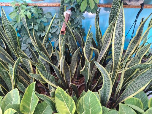 عکس نهالستان مجید