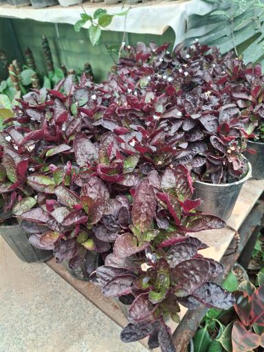 عکس نهالستان مجید