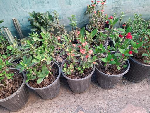 نهالستان مجید