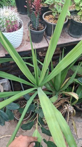 عکس نهالستان مجید