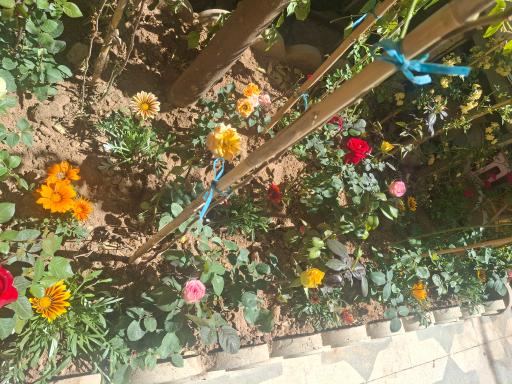 نهالستان مجید